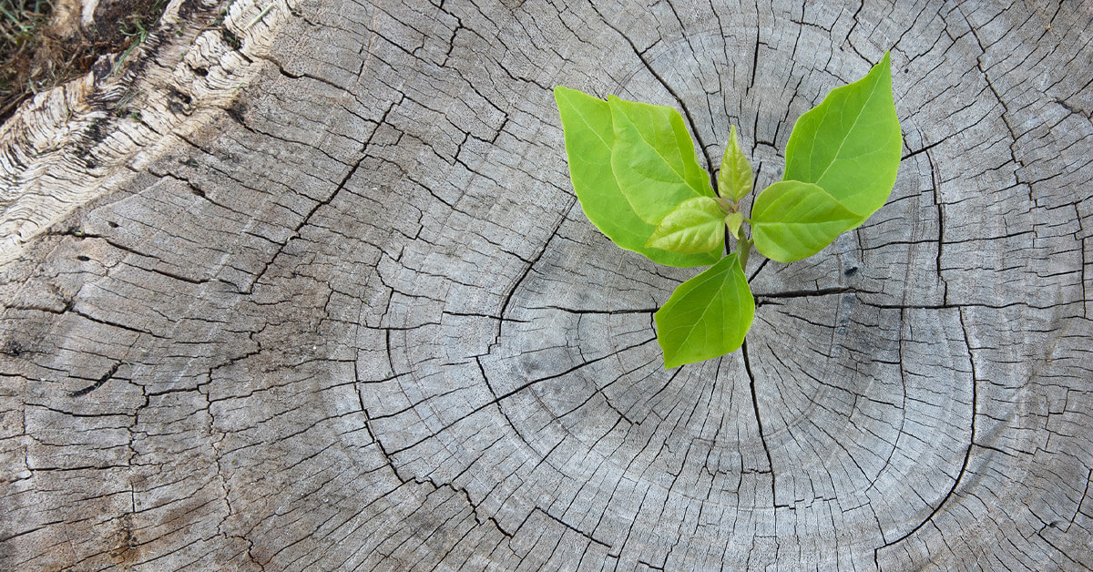 3. I Do Not Like the Word “Dead”